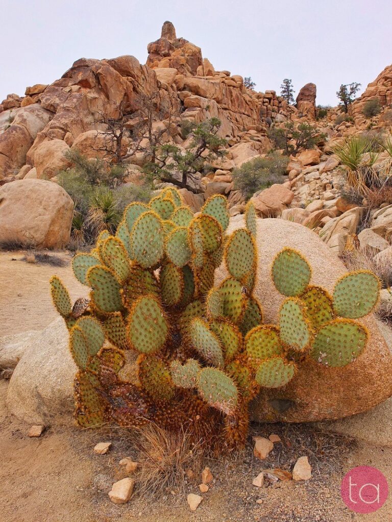 A Day Trip to Joshua Tree National Park