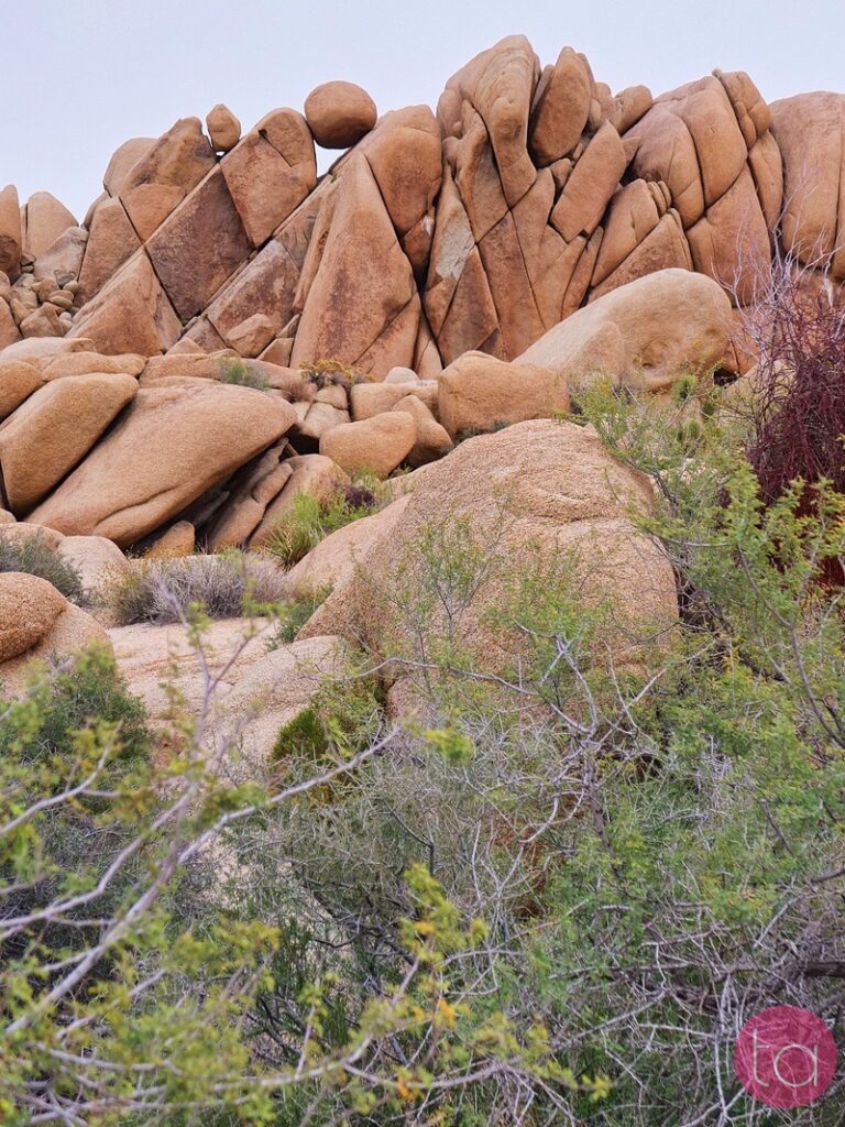 A Day Trip to Joshua Tree National Park