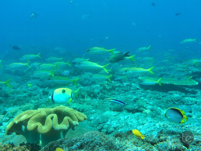 Scuba Diving in Bali