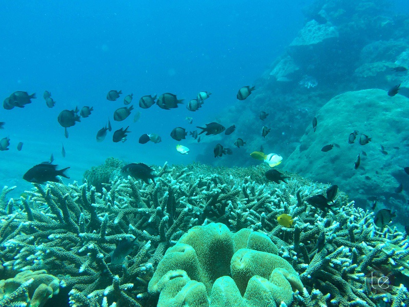 Scuba Diving in Bali