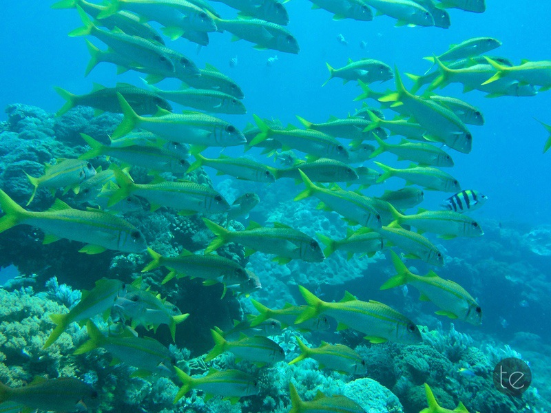 Scuba Diving in Bali