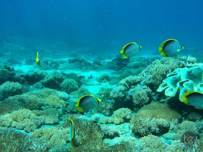 Scuba Diving in Bali