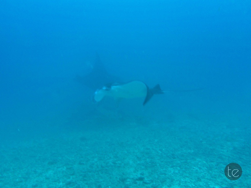 Scuba Diving in Bali