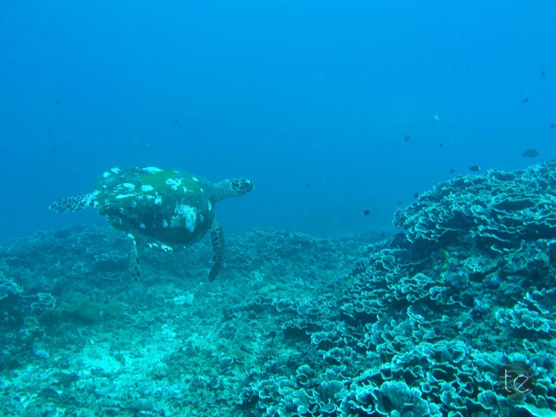 Scuba Diving in Bali