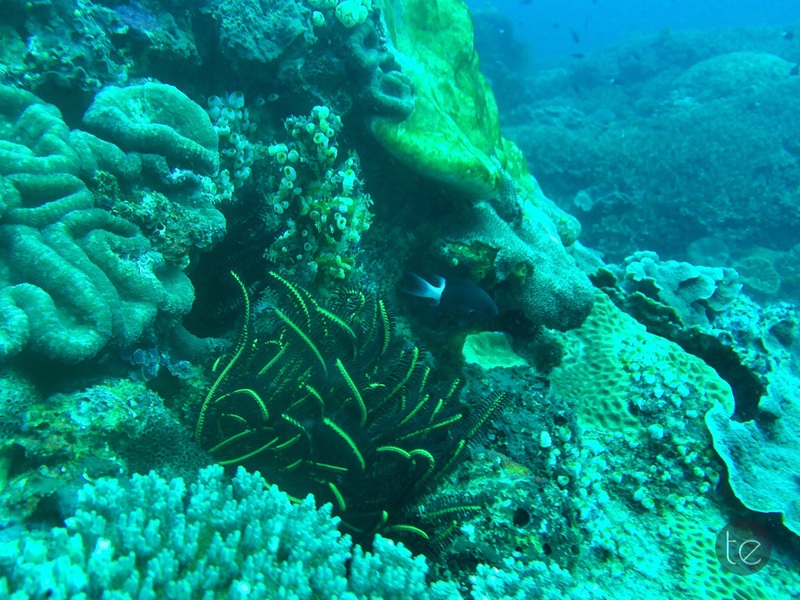 Scuba Diving in Bali