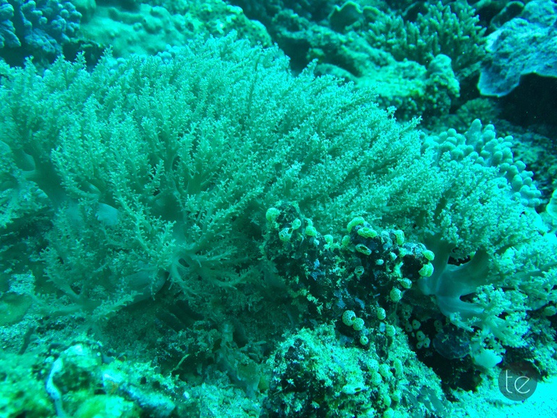 Scuba Diving in Bali