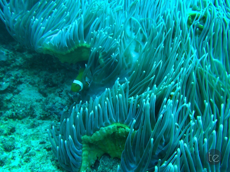 Scuba Diving in Bali
