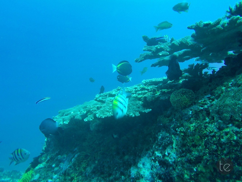 Scuba Diving in Bali