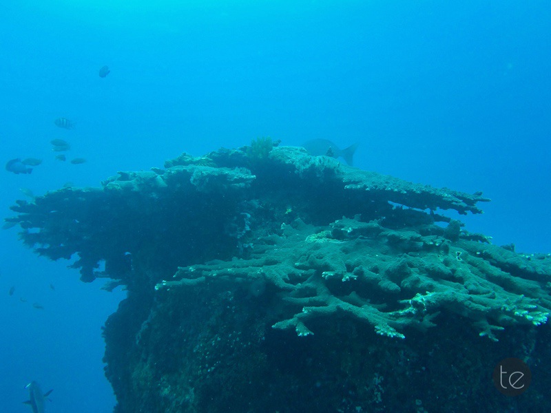 Scuba Diving in Bali