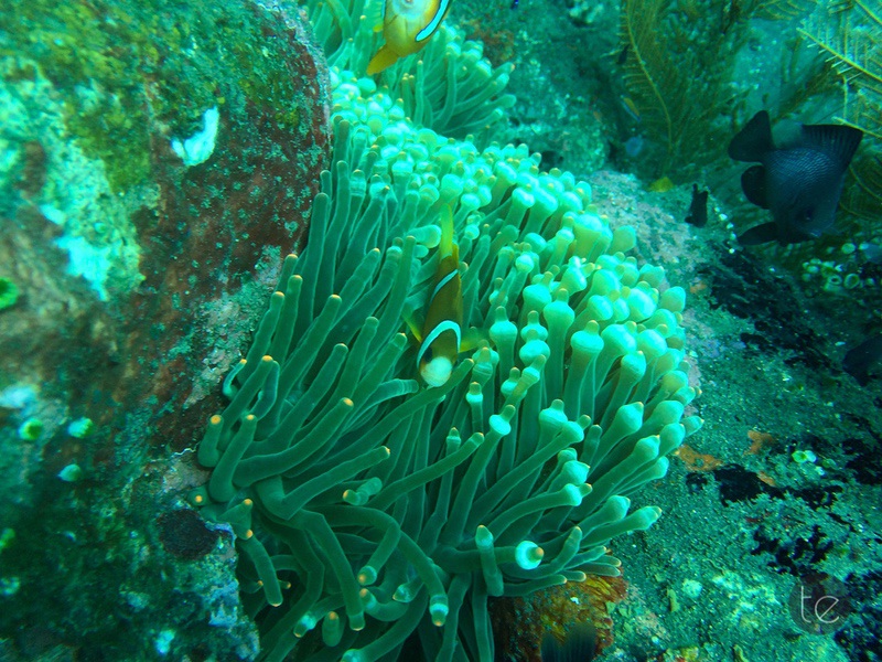 Scuba Diving in Bali