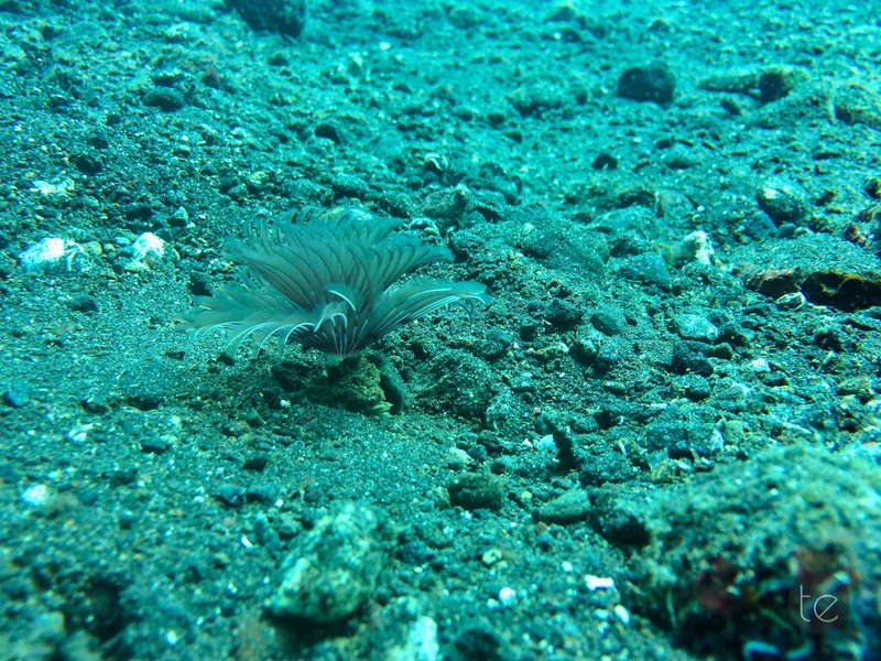 Scuba Diving in Bali