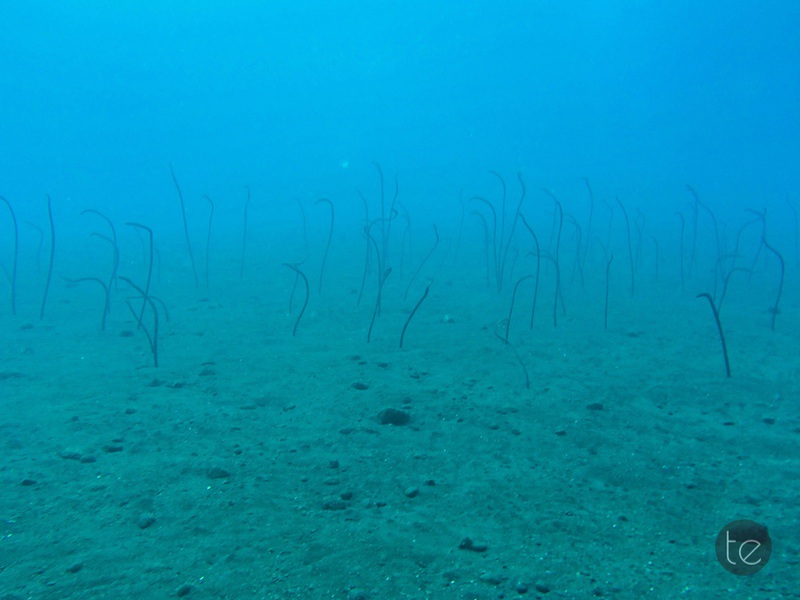 Scuba Diving in Bali