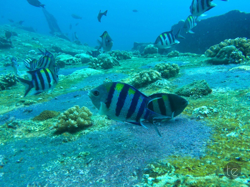 Scuba Diving in Bali