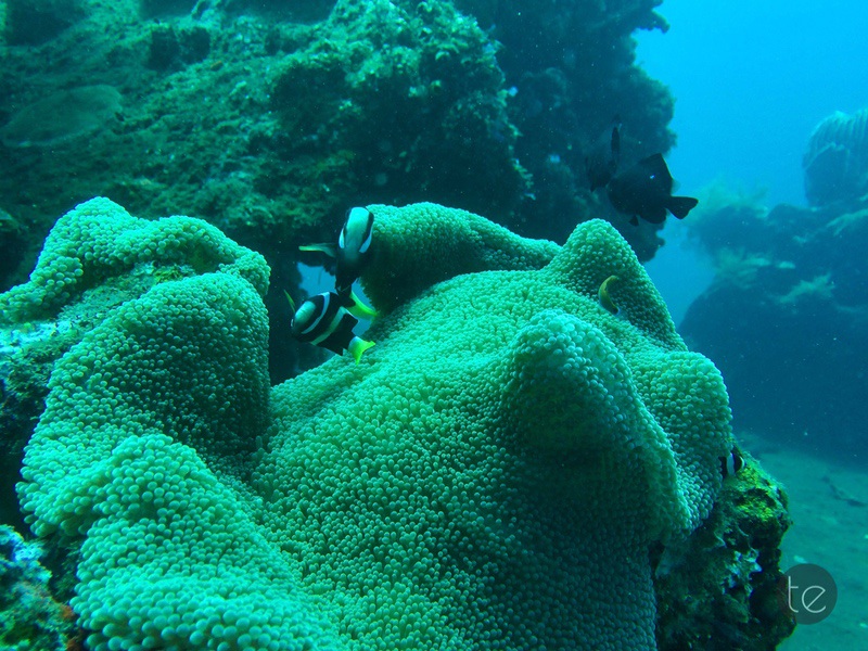 Scuba Diving in Bali