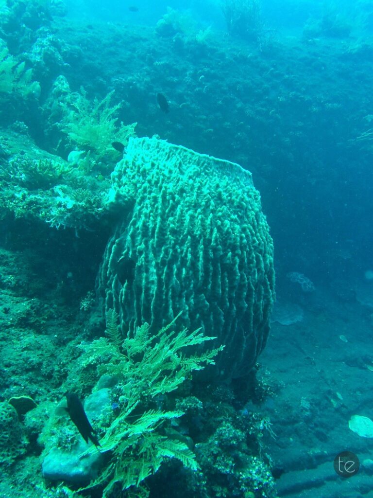 Scuba Diving in Bali