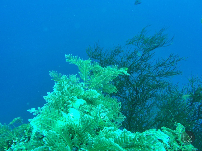 Scuba Diving in Bali