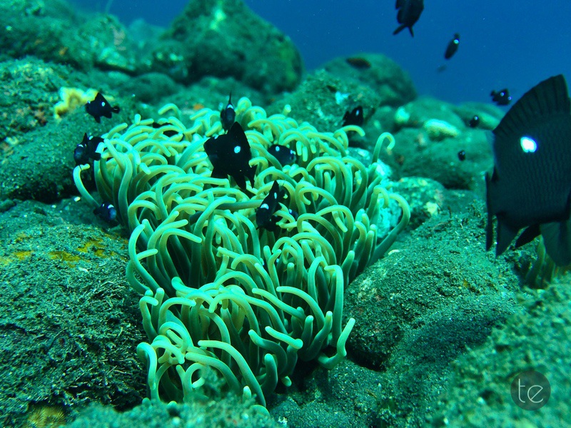 Scuba Diving in Bali