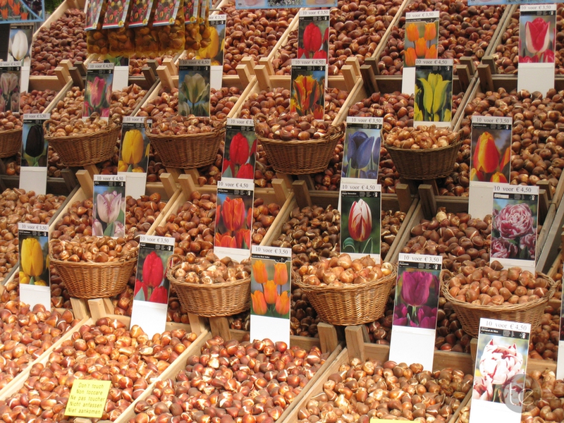 Bloemenmarkt in Amsterdam