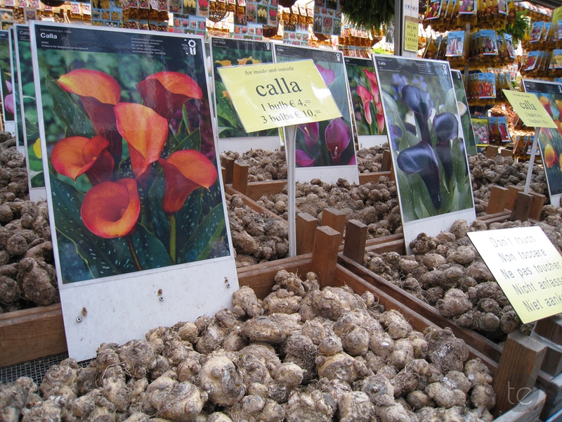 Bloemenmarkt in Amsterdam