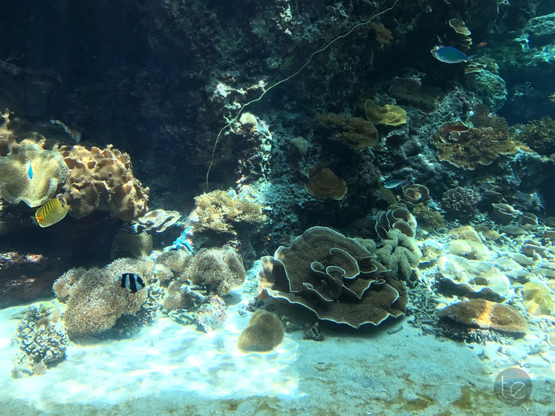 Okinawa Churaumi Aquarium, Japan