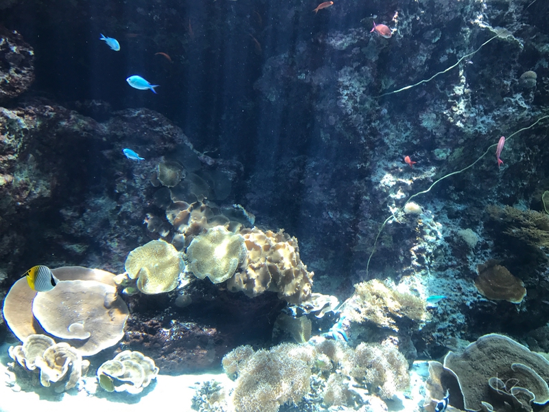 Okinawa Churaumi Aquarium, Japan