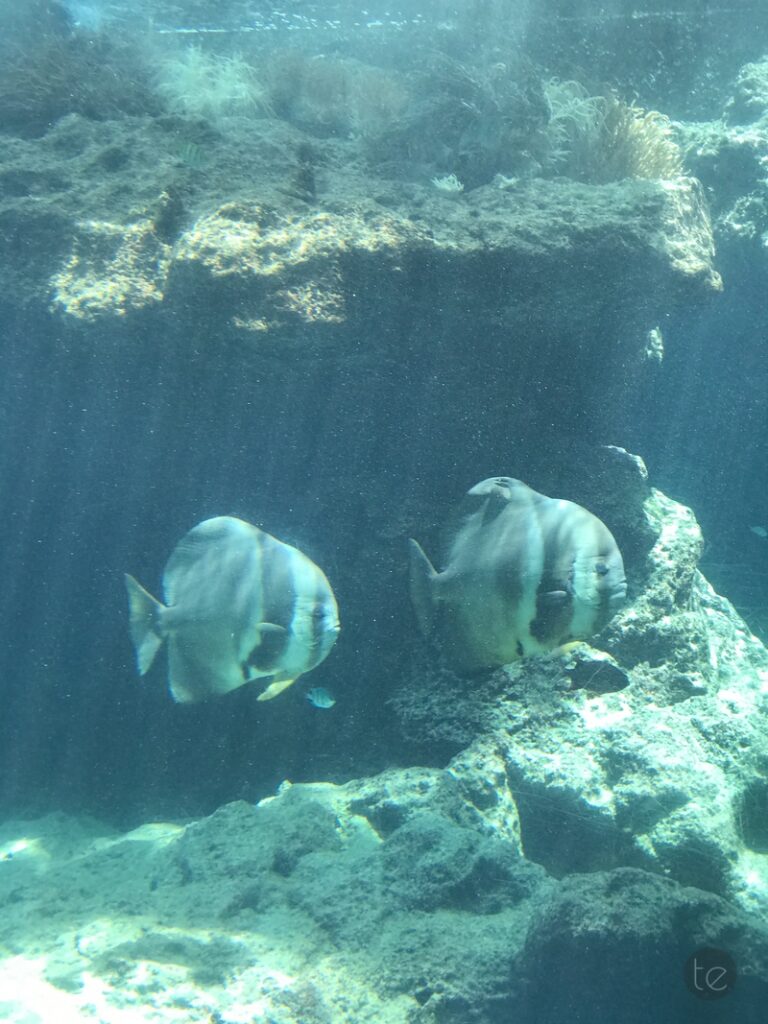 Okinawa Churaumi Aquarium, Japan