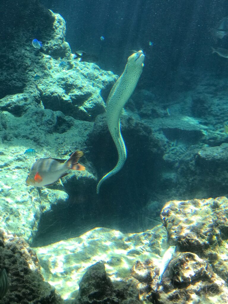 Okinawa Churaumi Aquarium, Japan