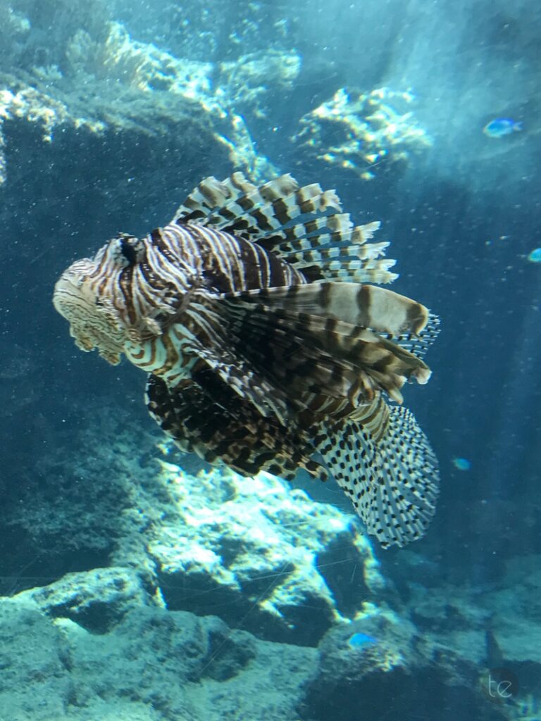 Okinawa Churaumi Aquarium, Japan