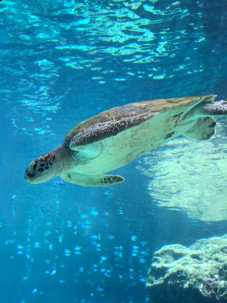 Okinawa Churaumi Aquarium, Japan