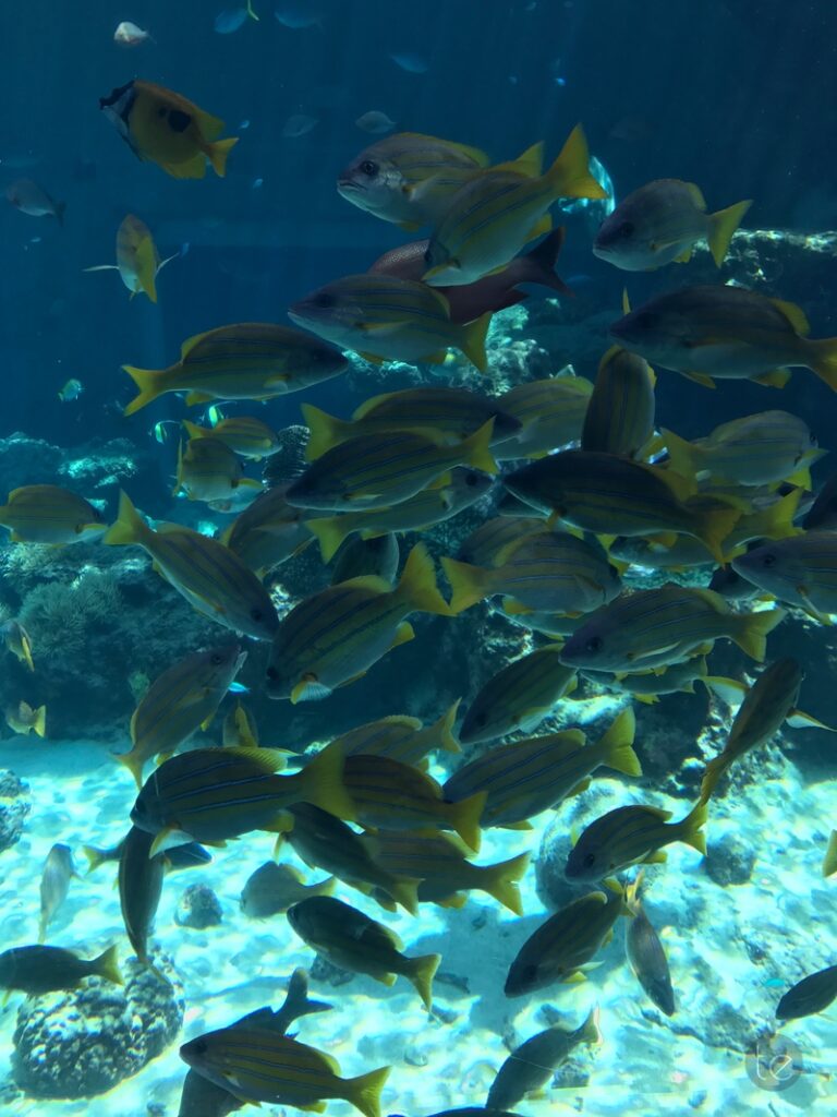Okinawa Churaumi Aquarium, Japan