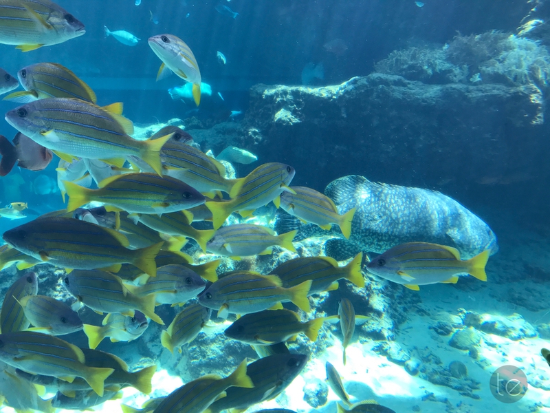 Okinawa Churaumi Aquarium, Japan