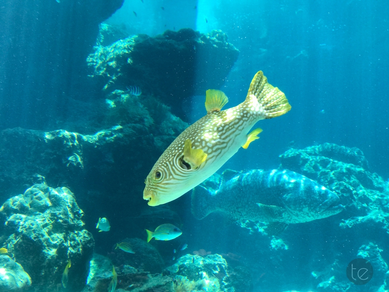 Okinawa Churaumi Aquarium, Japan