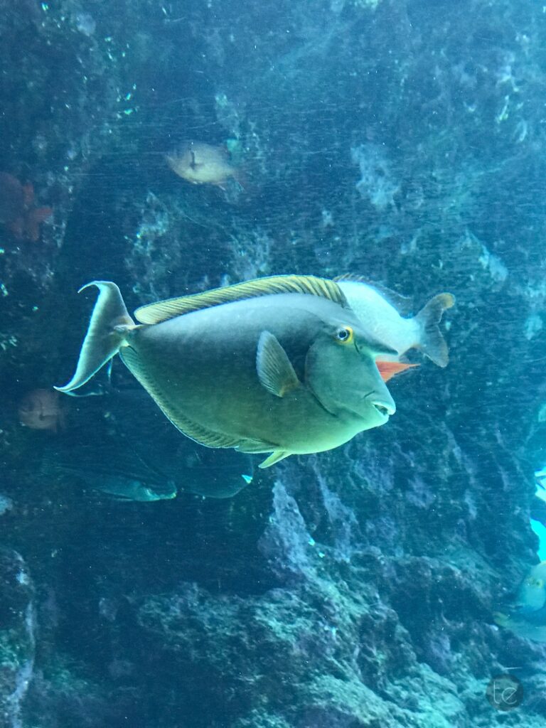 Okinawa Churaumi Aquarium, Japan