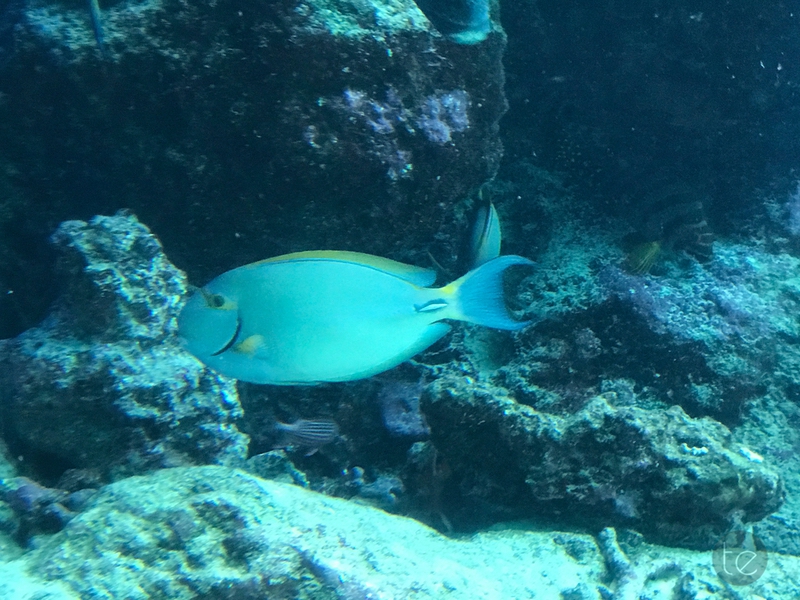 Okinawa Churaumi Aquarium, Japan