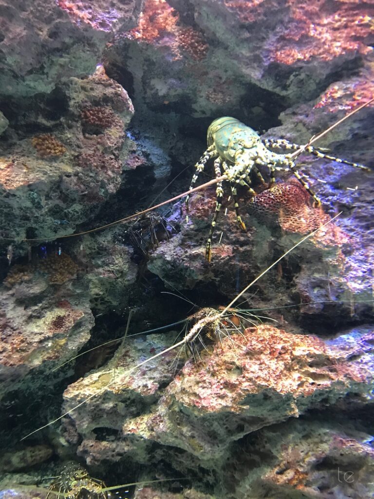 Okinawa Churaumi Aquarium, Japan