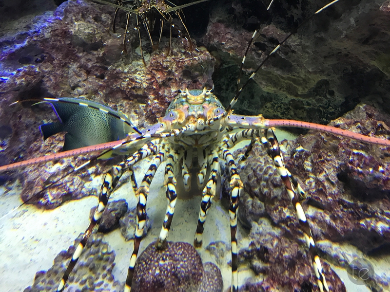 Okinawa Churaumi Aquarium, Japan