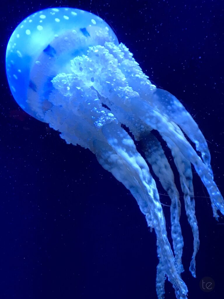 Okinawa Churaumi Aquarium, Japan