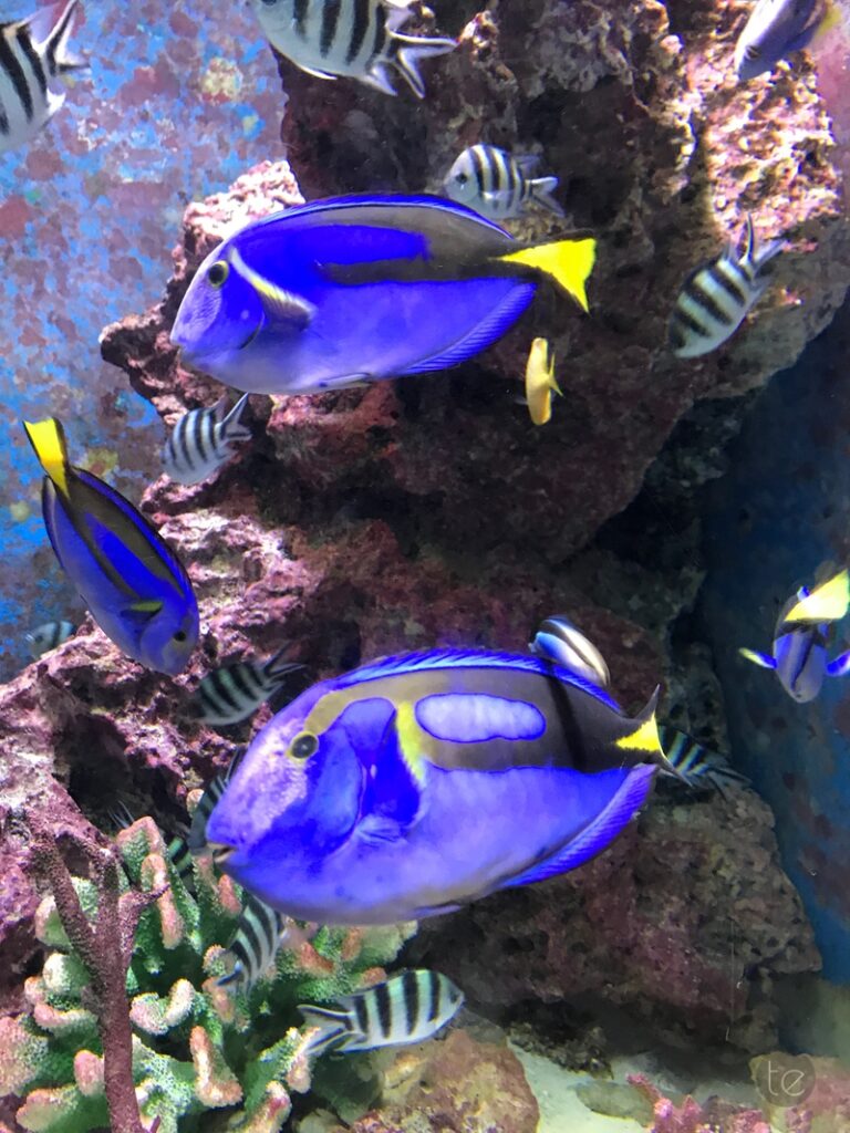 Okinawa Churaumi Aquarium, Japan