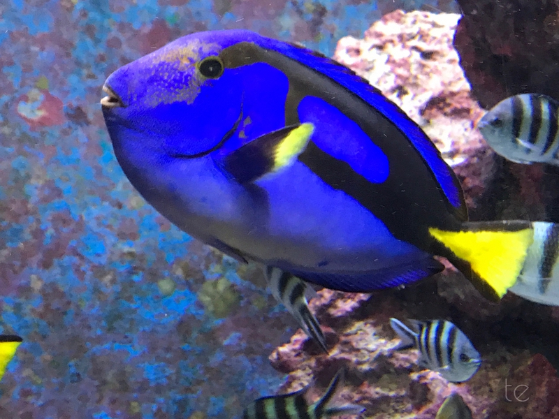 Okinawa Churaumi Aquarium, Japan