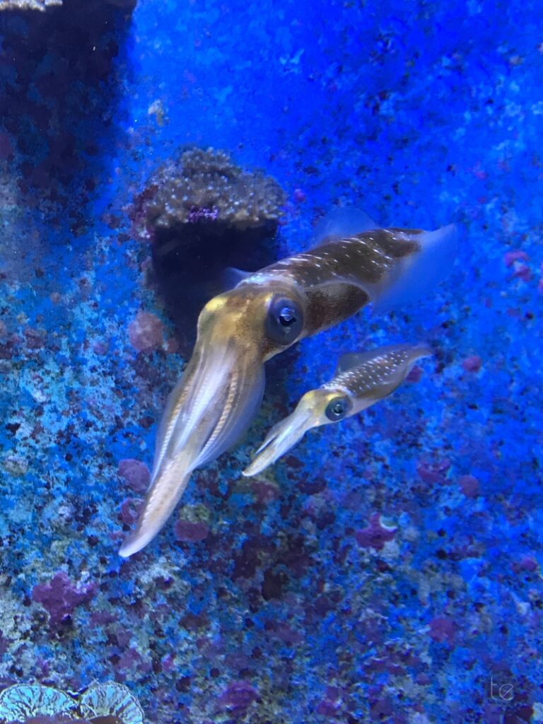 Okinawa Churaumi Aquarium, Japan