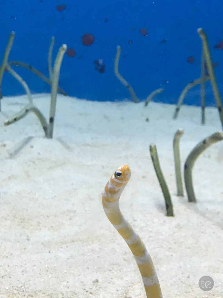 Okinawa Churaumi Aquarium, Japan