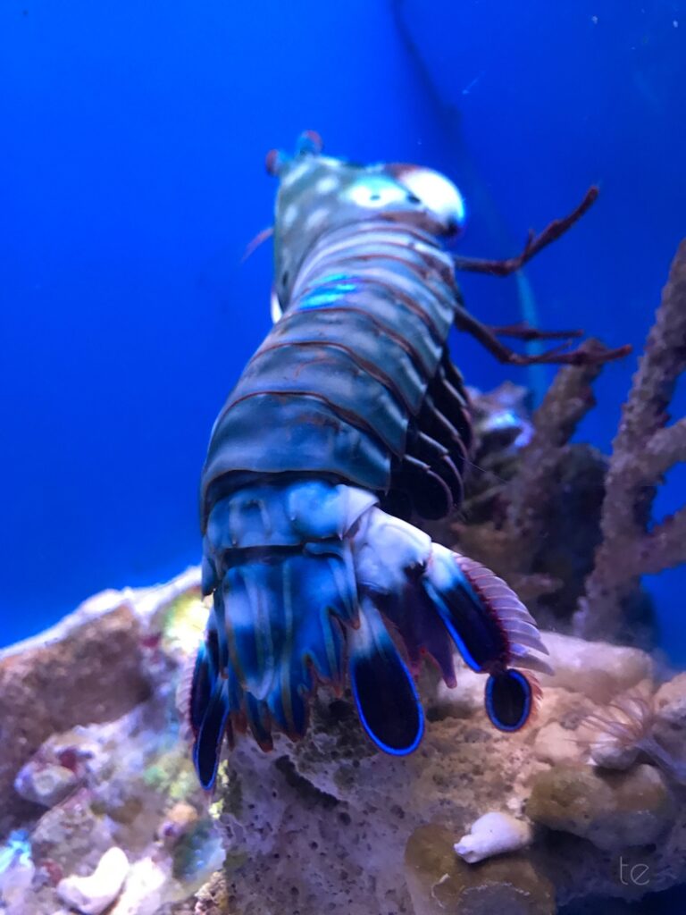 Okinawa Churaumi Aquarium, Japan