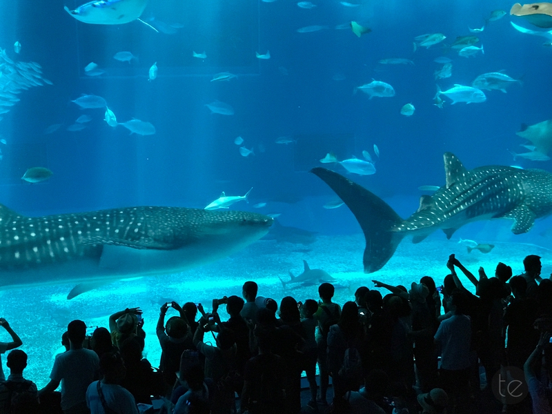 Okinawa Churaumi Aquarium, Japan