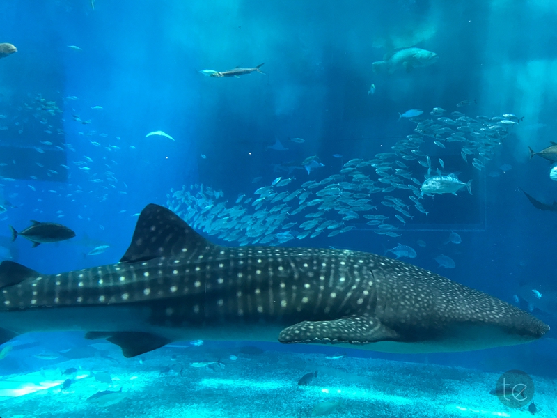 Okinawa Churaumi Aquarium, Japan