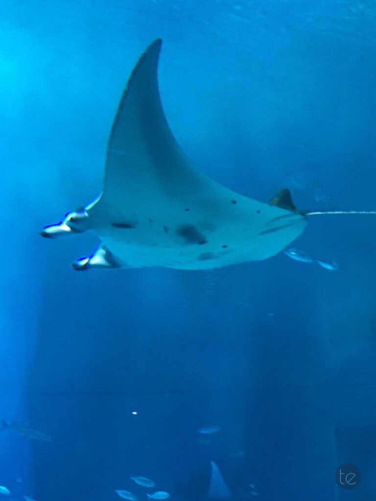 Okinawa Churaumi Aquarium, Japan