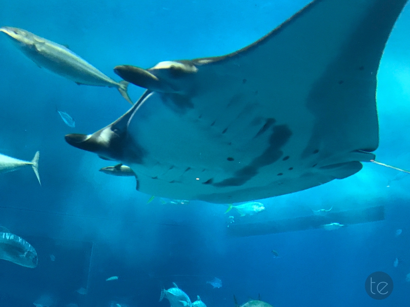 Okinawa Churaumi Aquarium, Japan