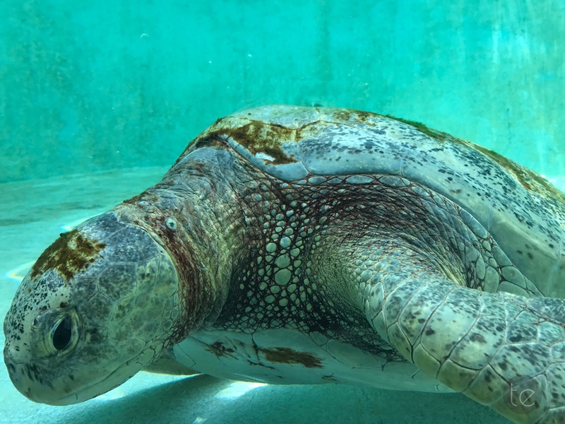 Okinawa Churaumi Aquarium, Japan