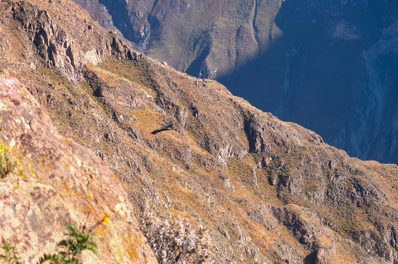 Colca Canyon in Peru