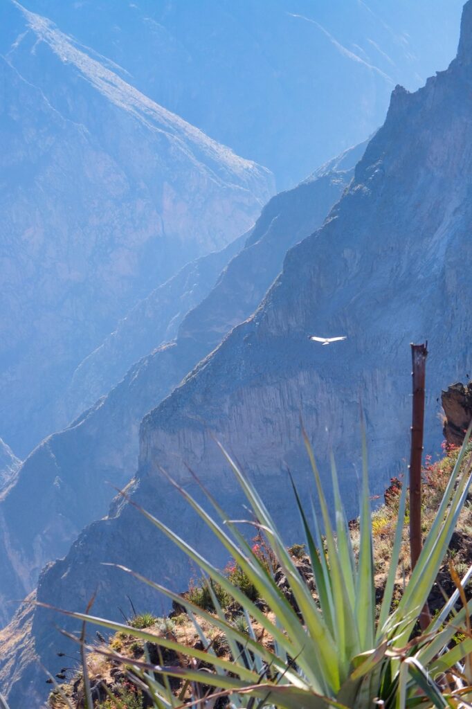 Colca Canyon in Peru