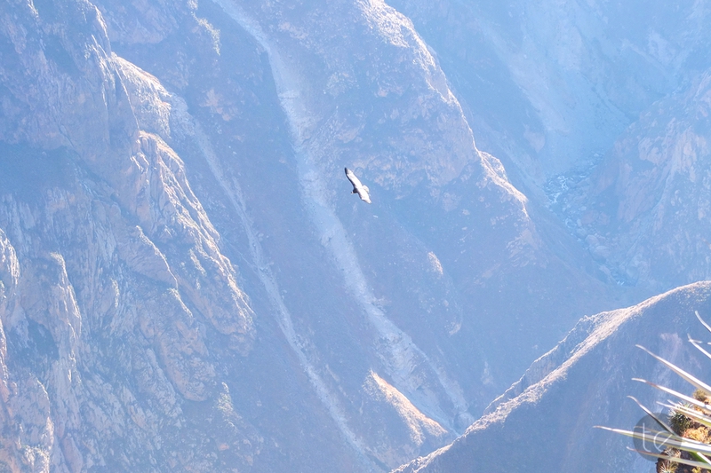 Colca Canyon in Peru
